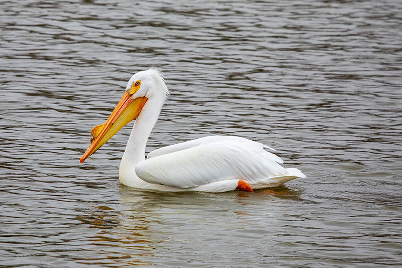 Cicero White Pelican